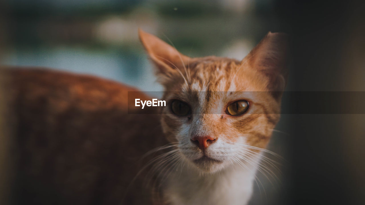 Close-up portrait of a cat