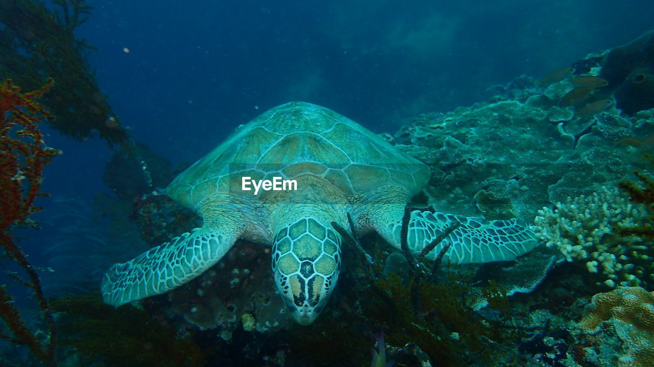 CLOSE-UP OF TURTLE IN SEA