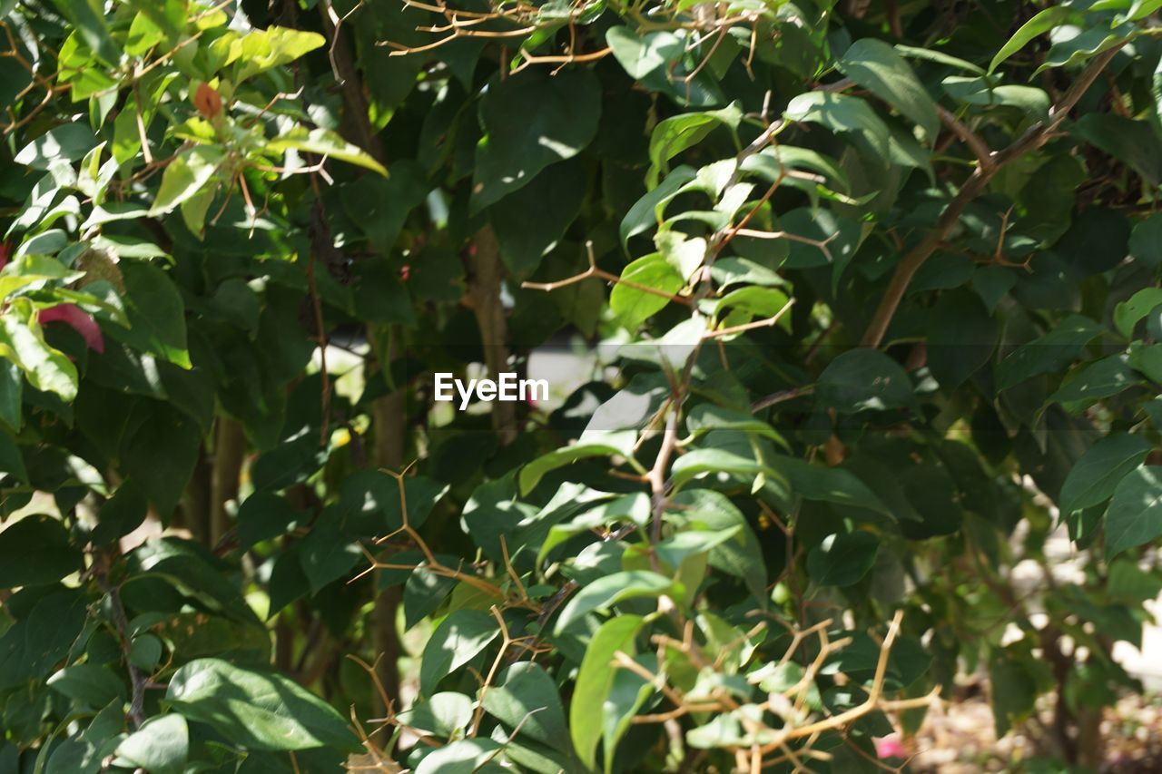 PLANTS GROWING ON TREE