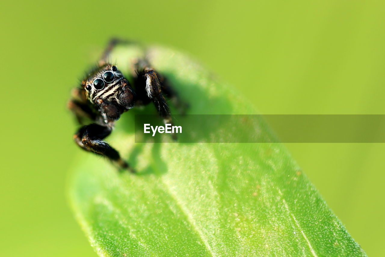 Close-up of jumping spider on green plant