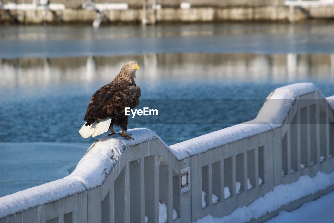 Bird perching on railing