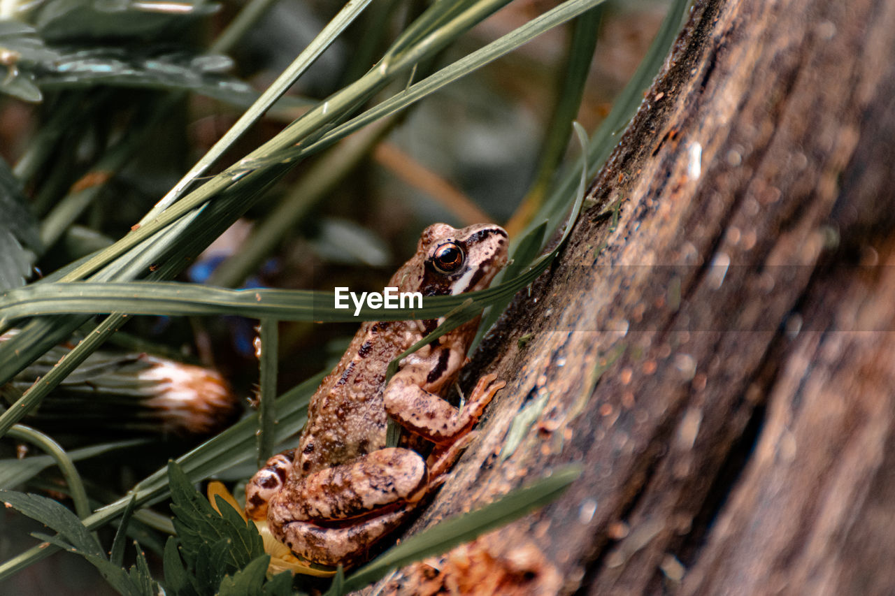 CLOSE-UP OF A LIZARD ON TREE