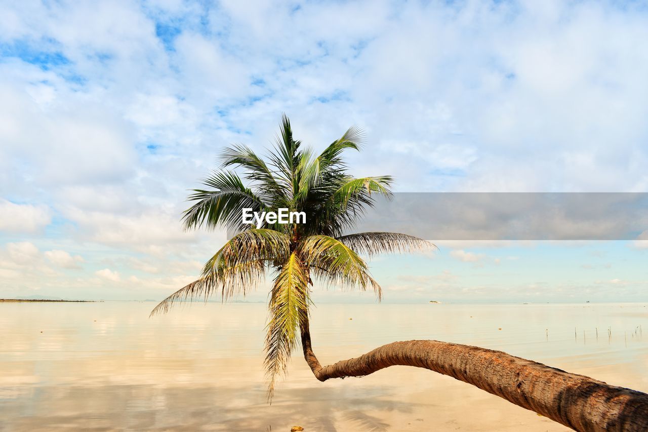 COCONUT PALM TREE ON BEACH AGAINST SKY