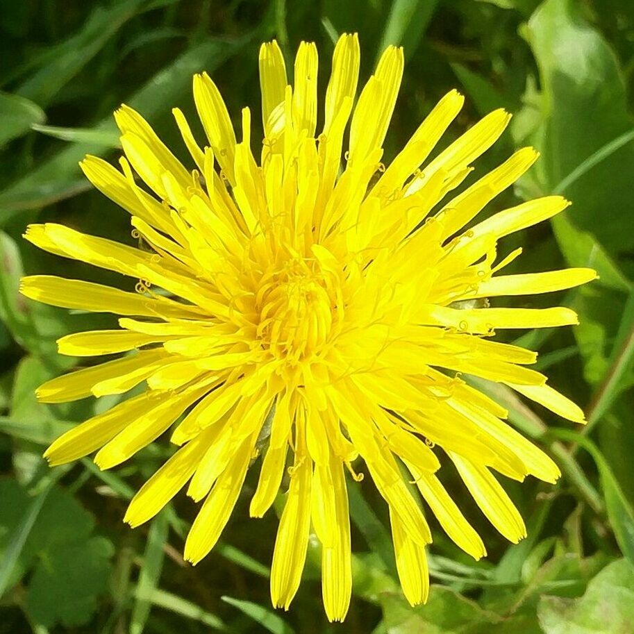 CLOSE-UP OF YELLOW FLOWERS BLOOMING