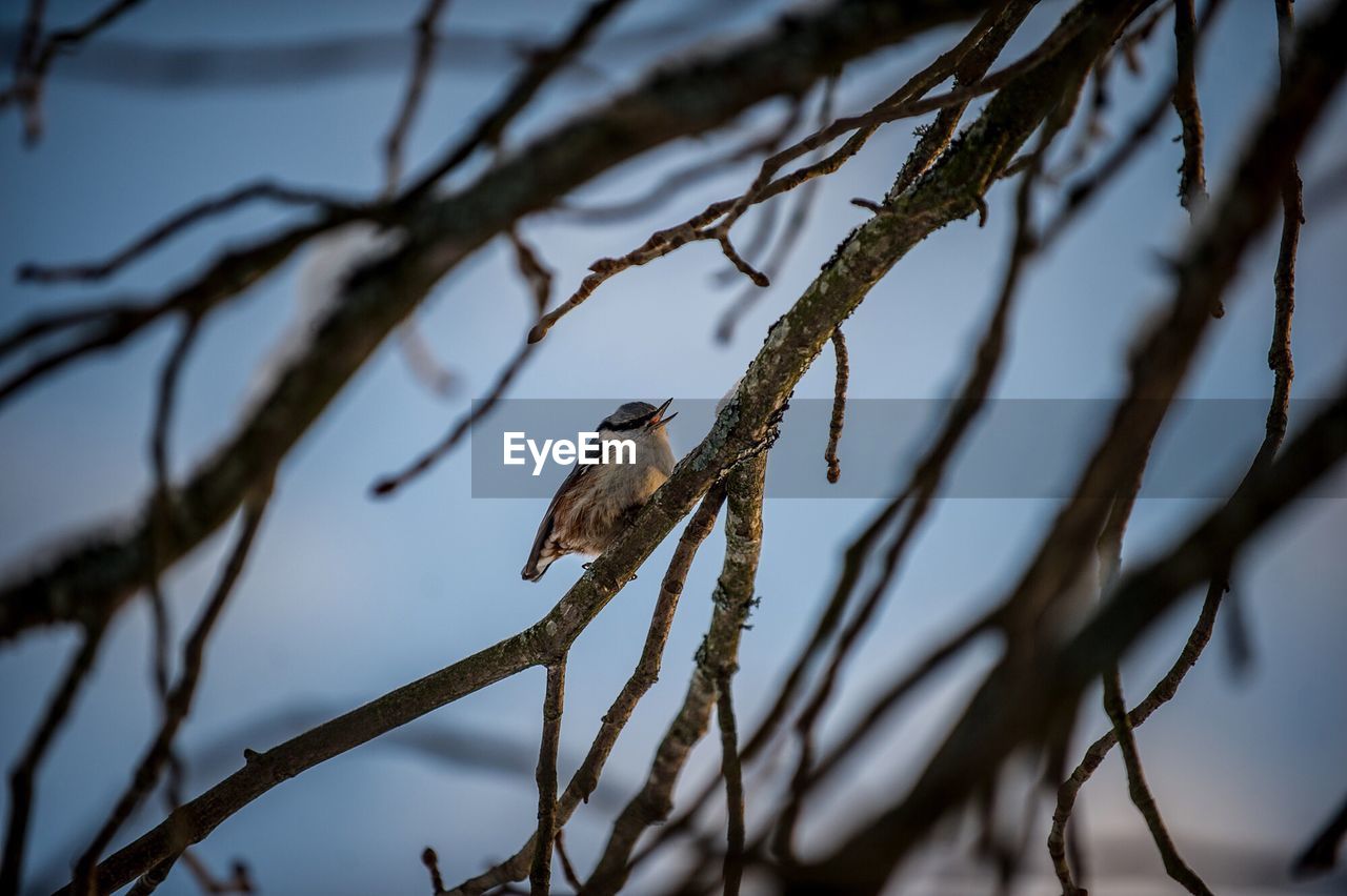 Low angle view of bird perching on branch against sky