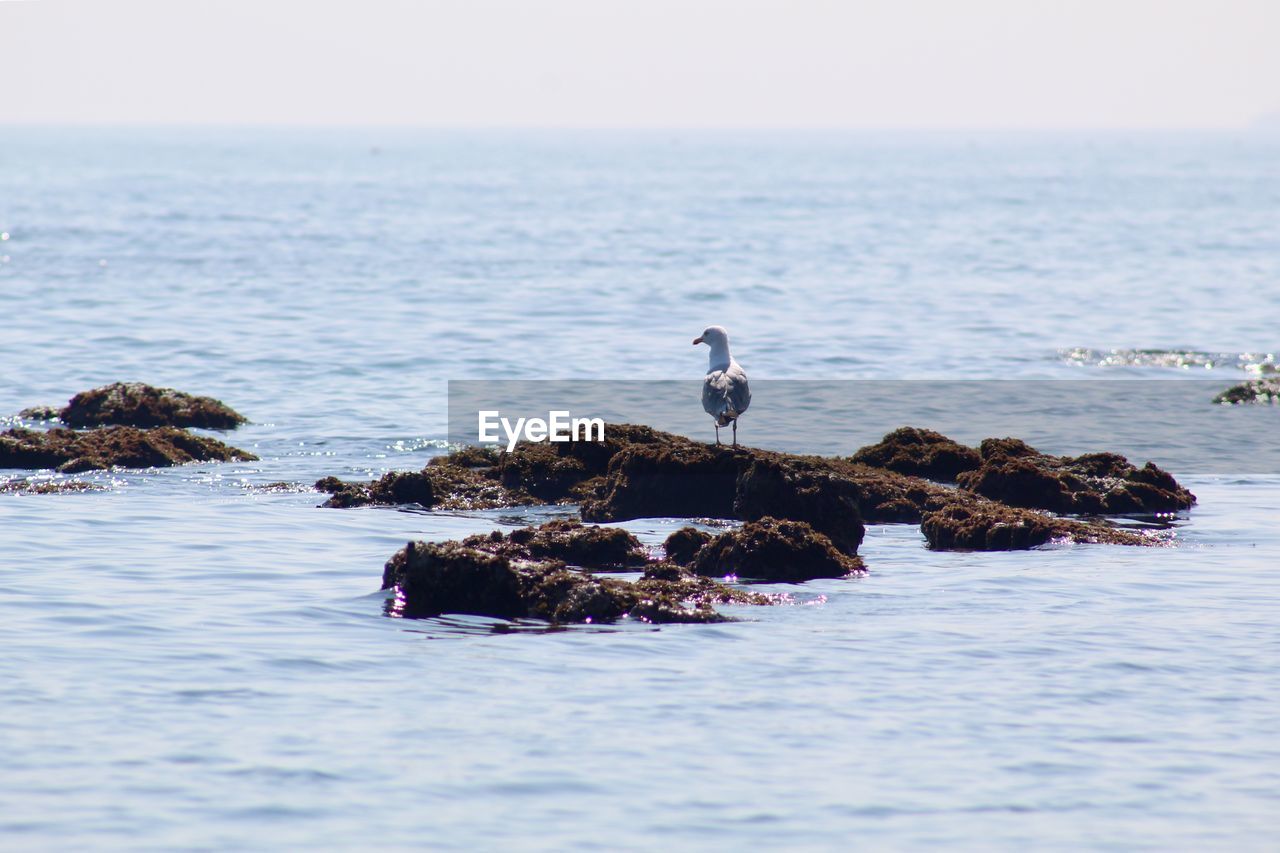 SEAGULLS PERCHING ON A ROCK