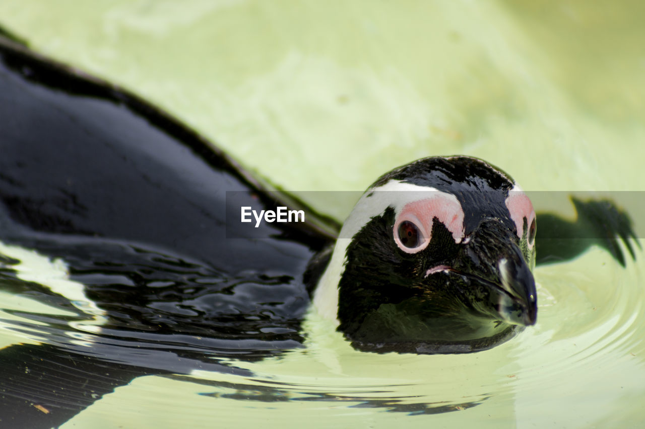 Close-up of penguin swimming in water