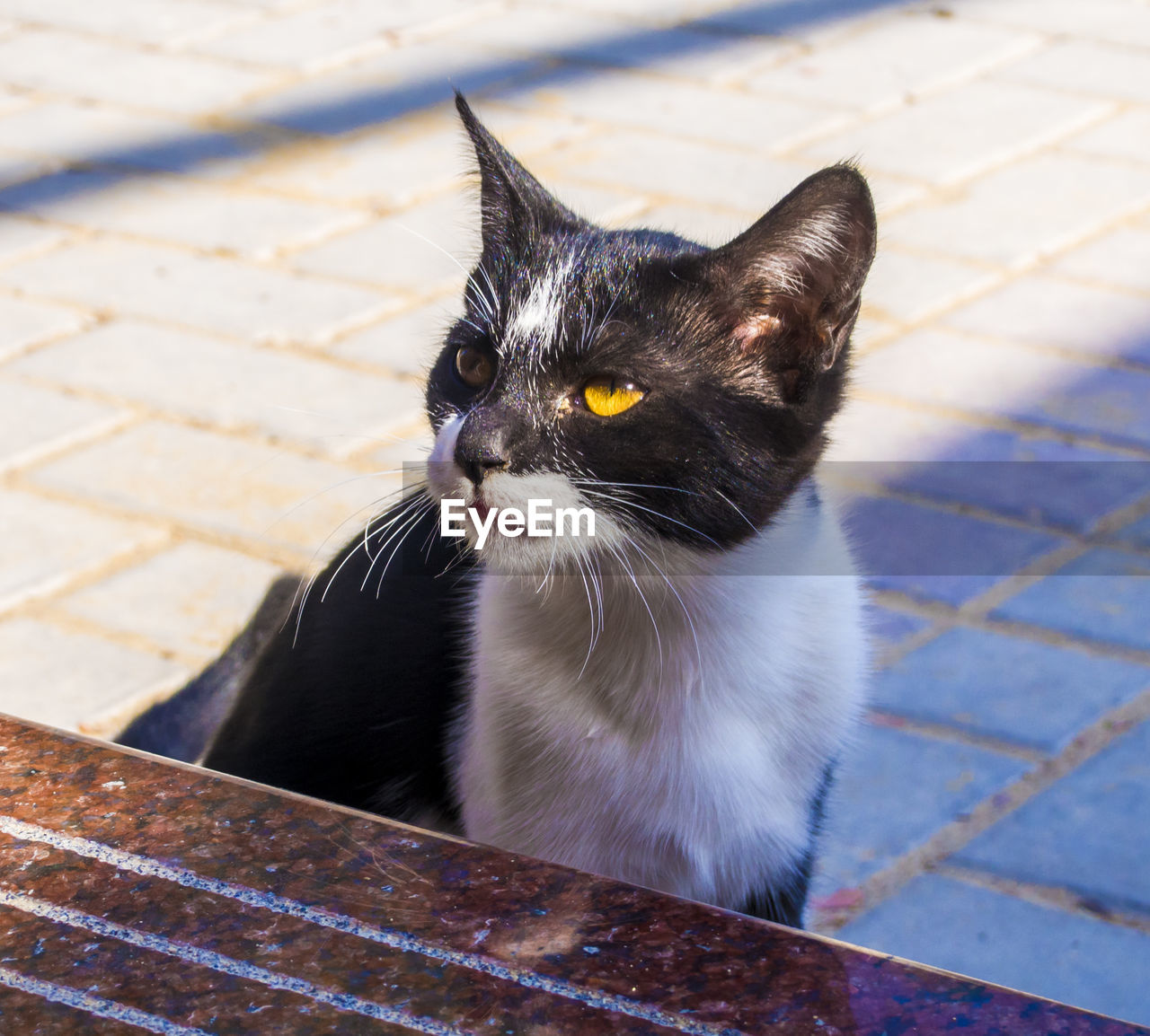 Close-up of cat sitting on street