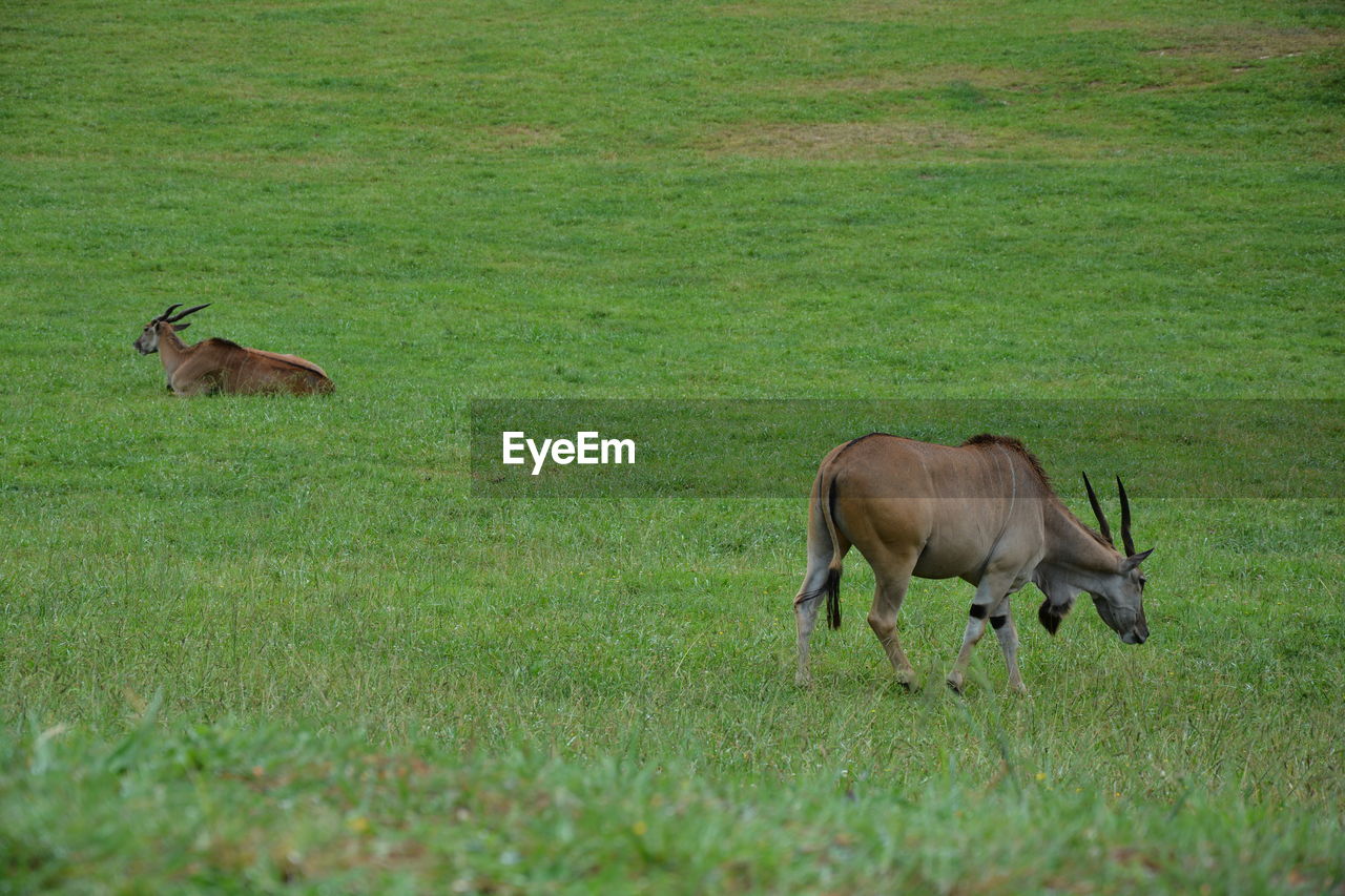 Antelopes grazing on grassy field