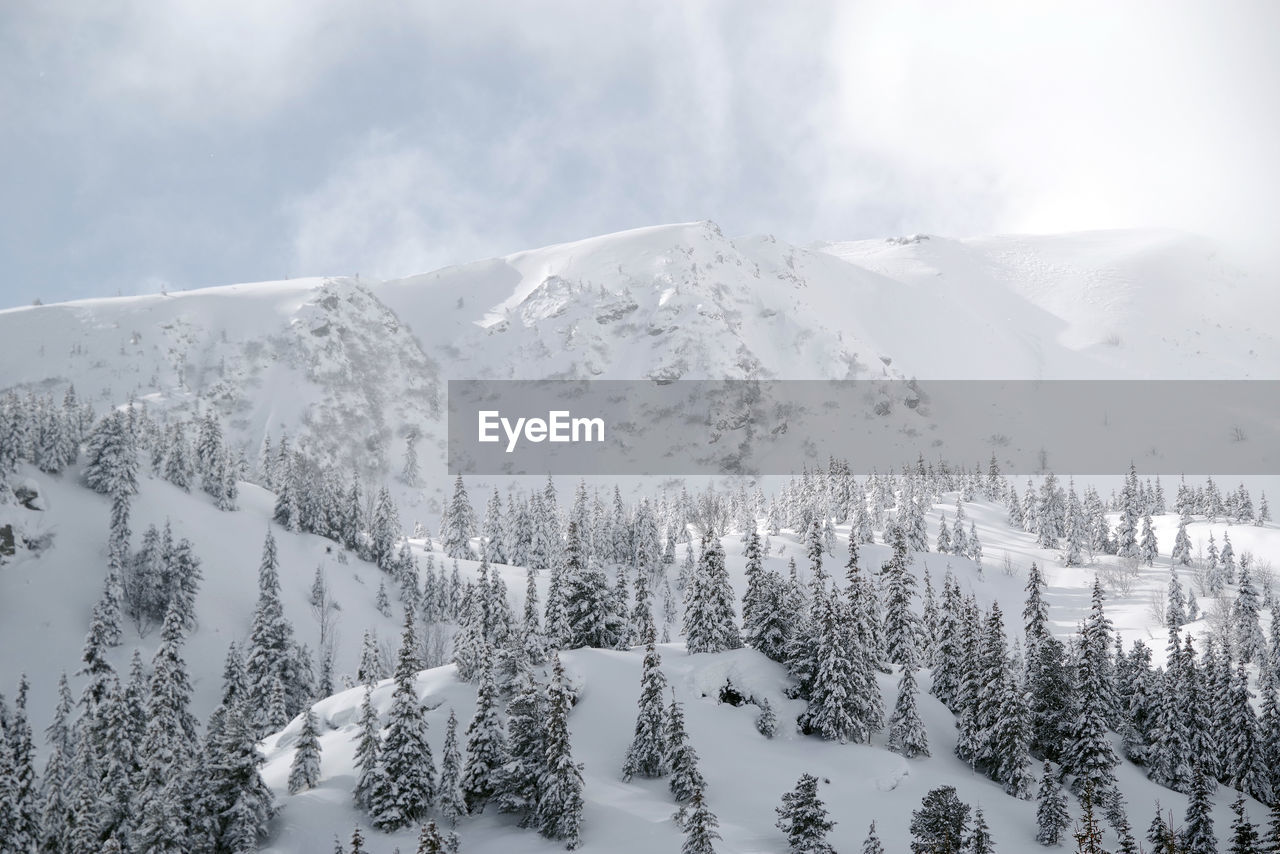 SNOW COVERED PINE TREES AGAINST SKY