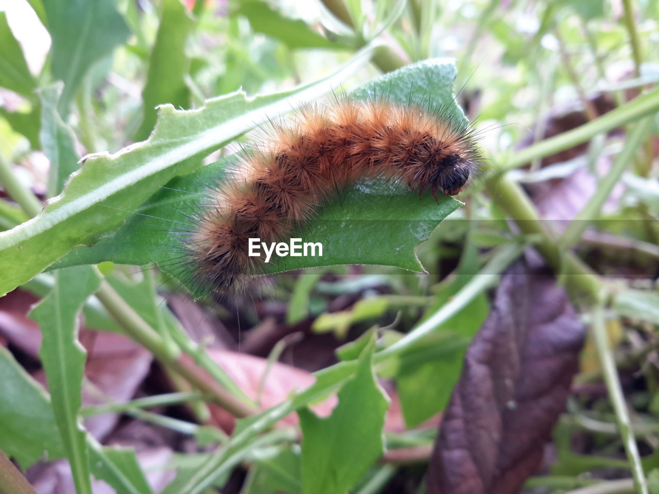 Close-up of insect on plant