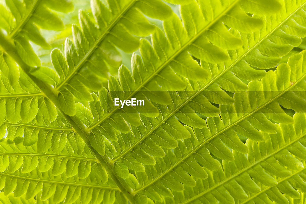 FULL FRAME SHOT OF FRESH GREEN LEAF