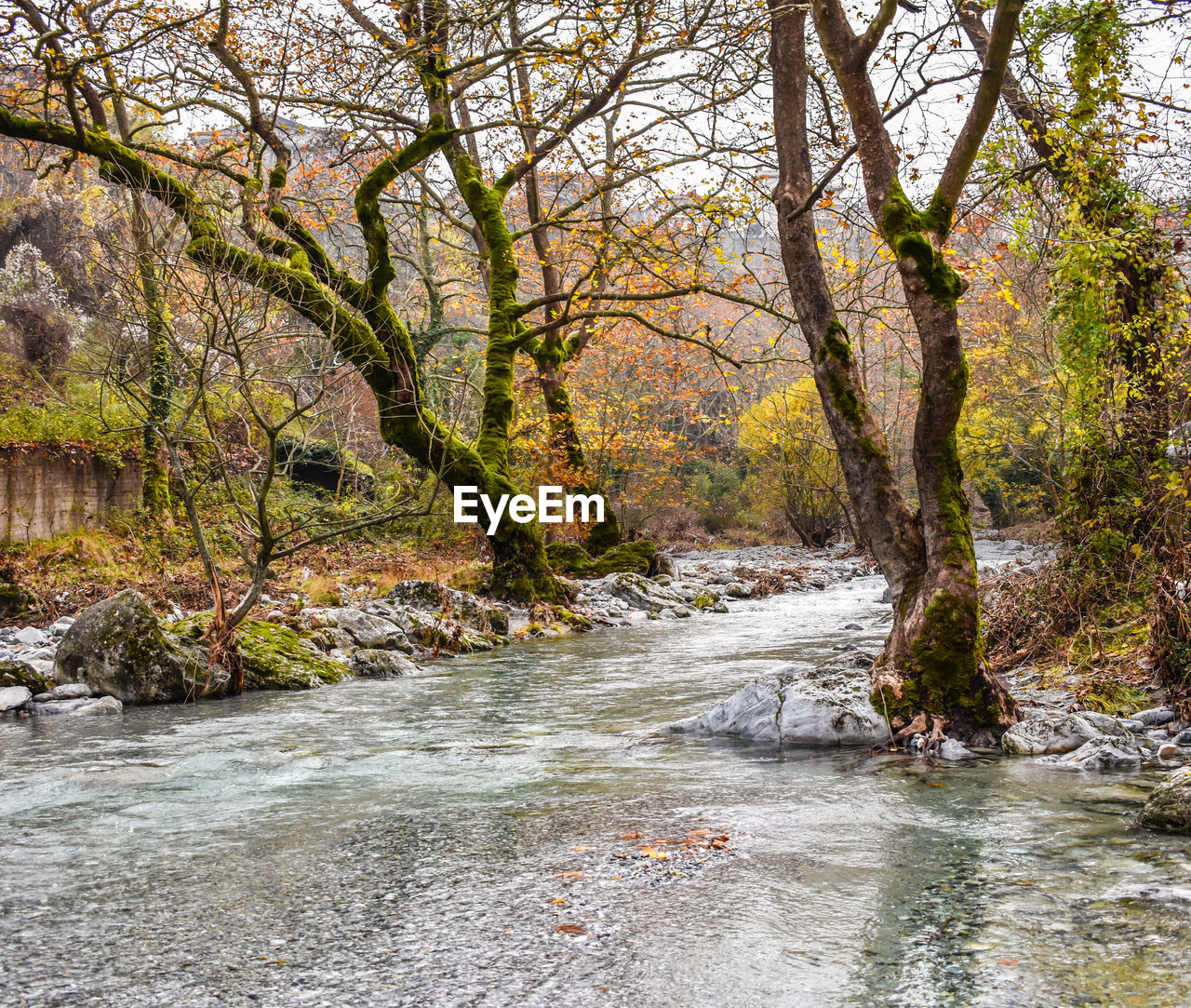 TREES BY RIVER IN FOREST