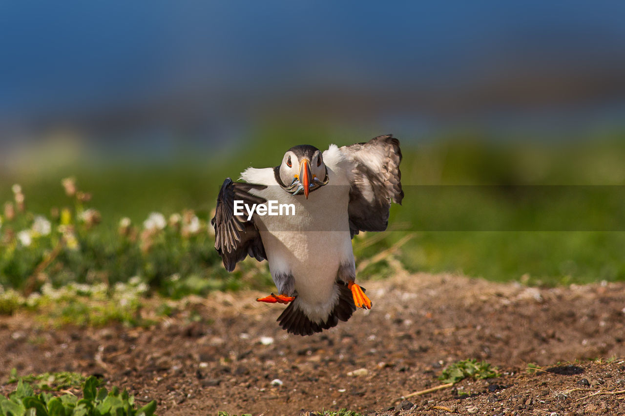 Puffin holding fish while flying over field