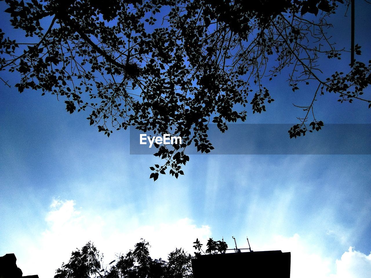 SILHOUETTE TREE AGAINST SKY