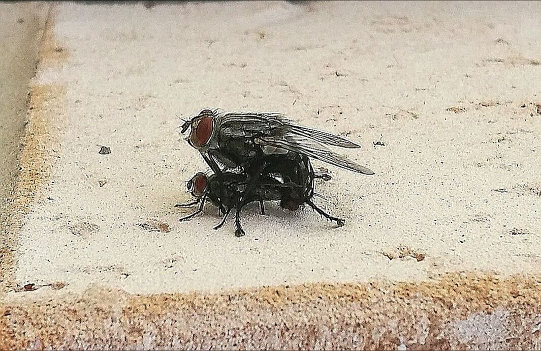 CLOSE-UP OF INSECT ON FLOOR