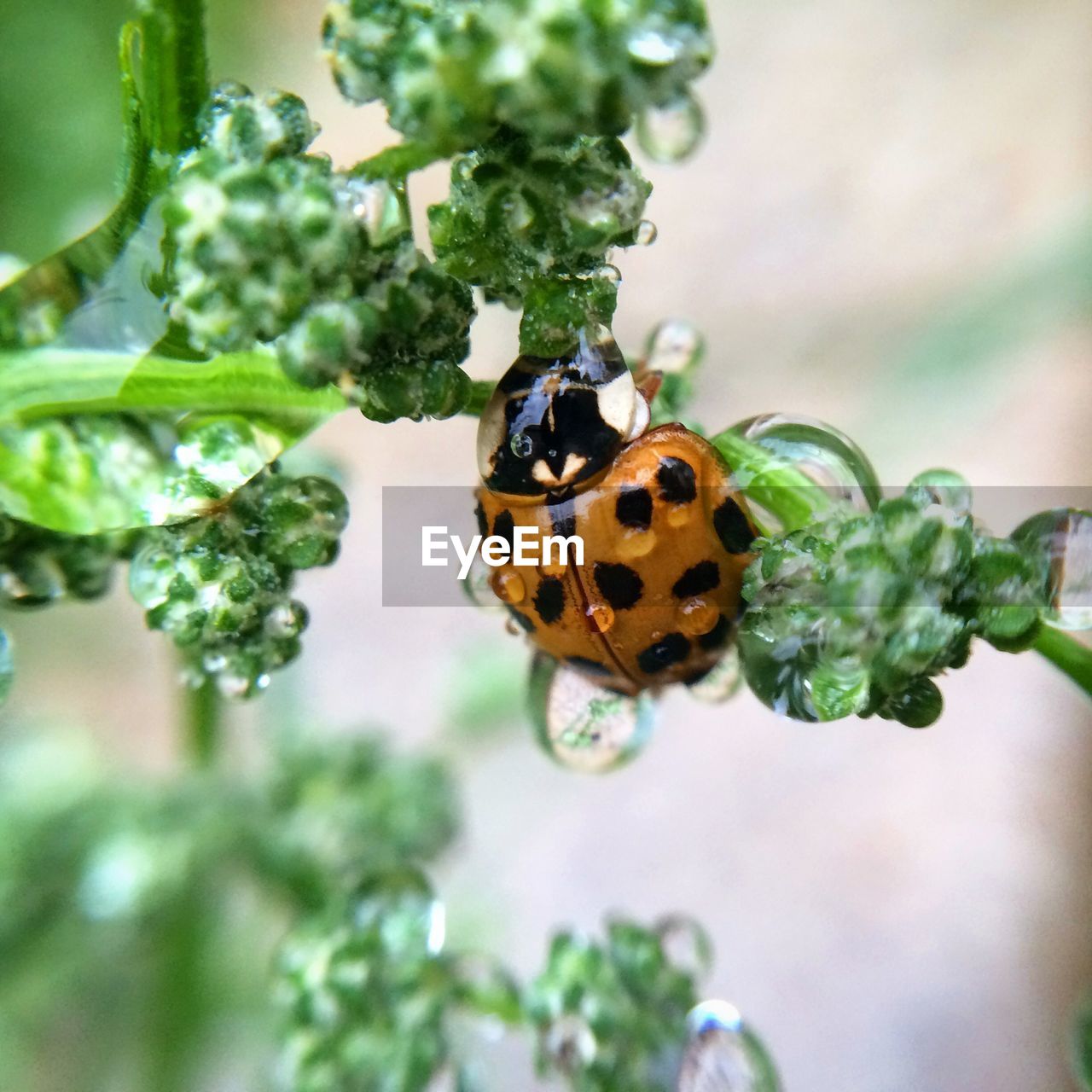 Close-up of ladybug on wet plant