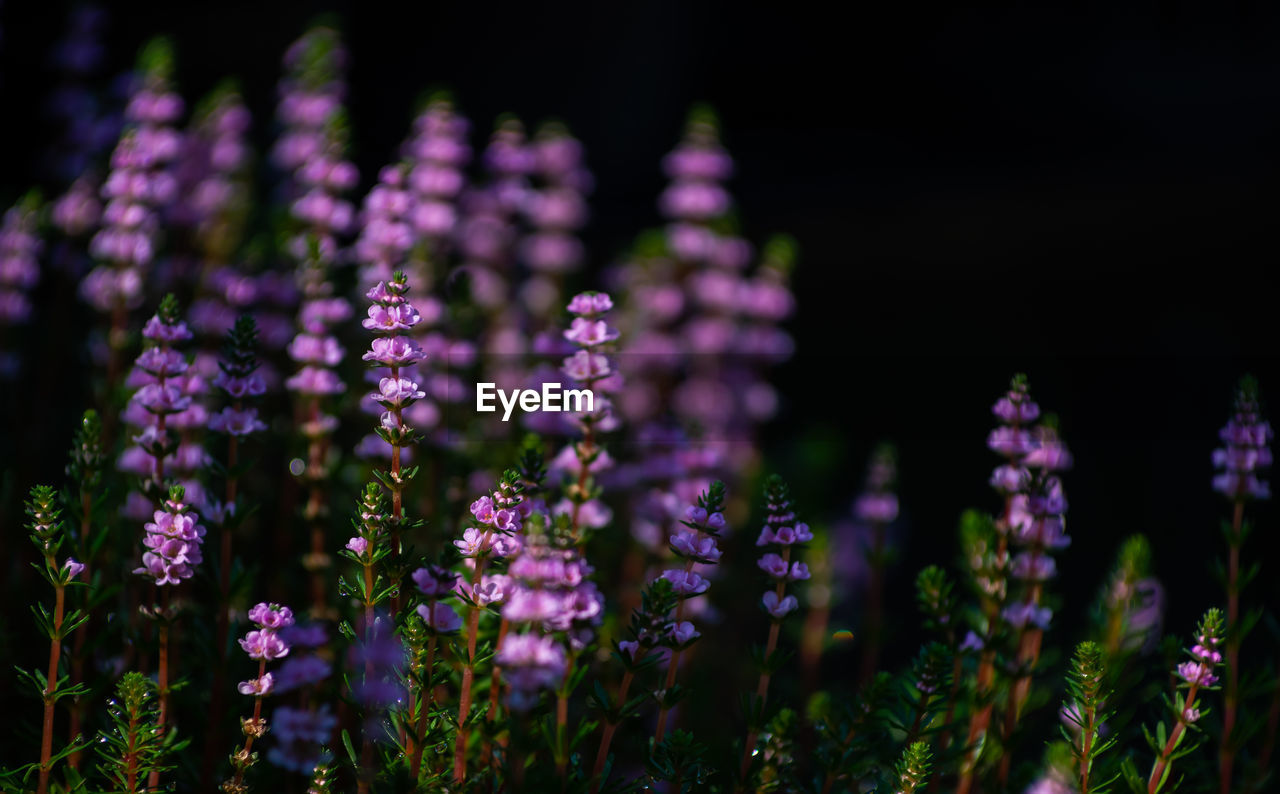 Close-up of purple flowering plants on field