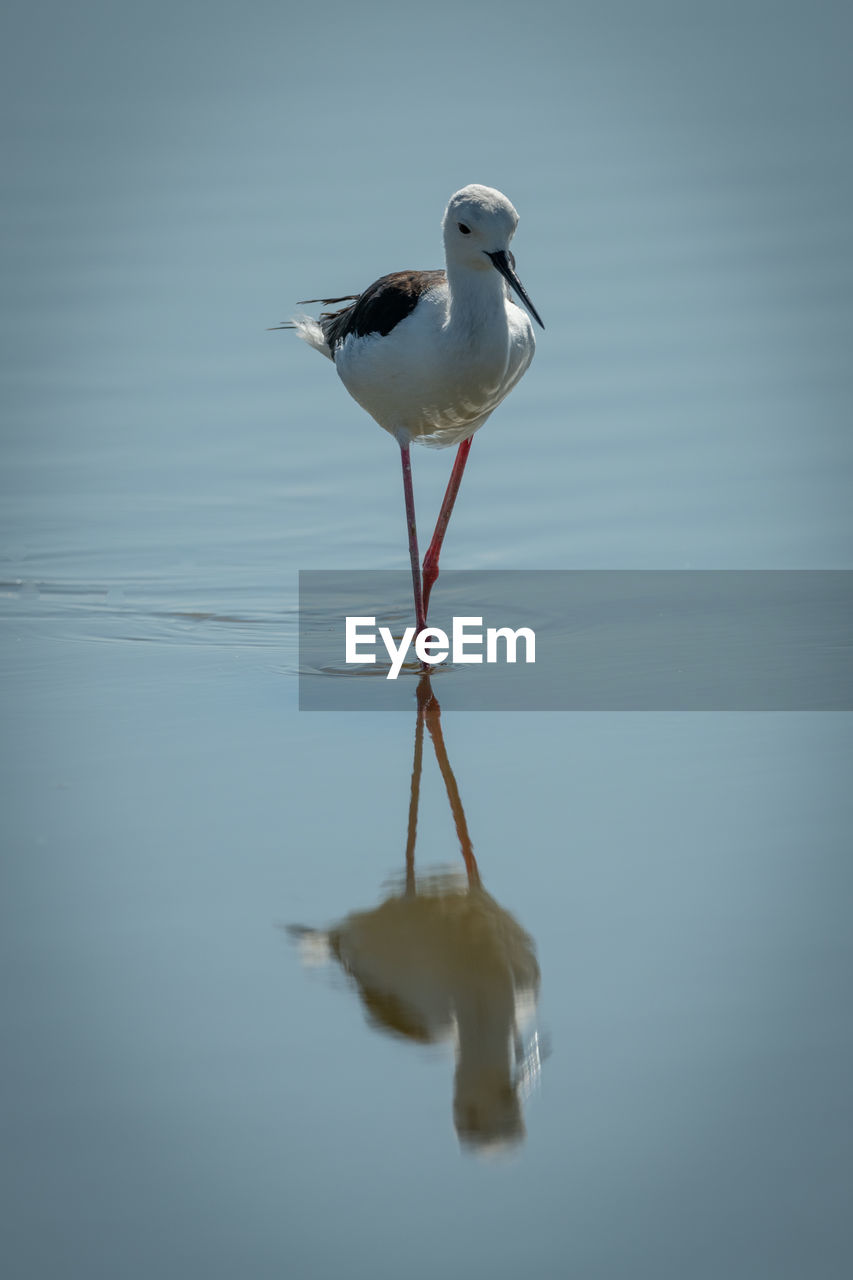 VIEW OF BIRD PERCHING ON A LAKE