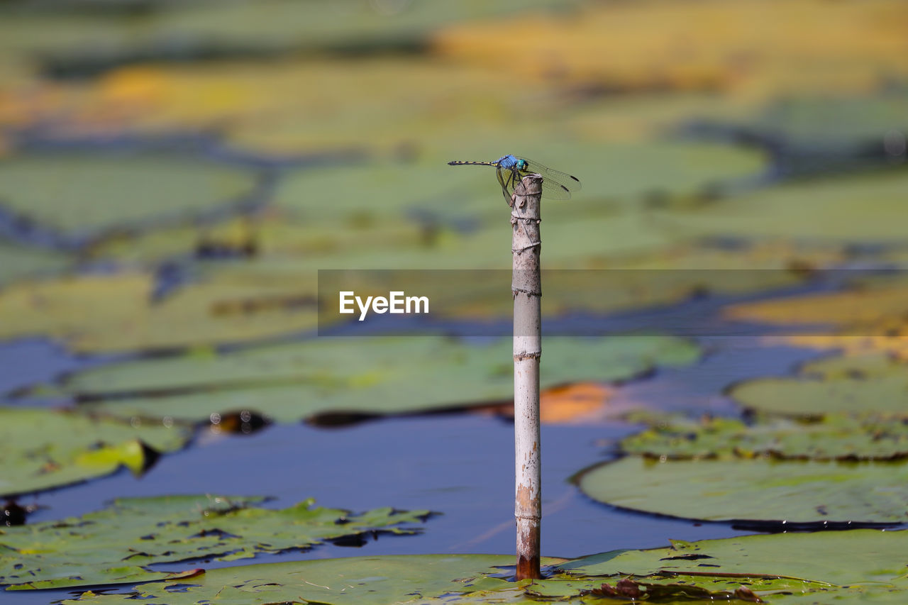 CLOSE-UP OF BIRD ON A LAKE