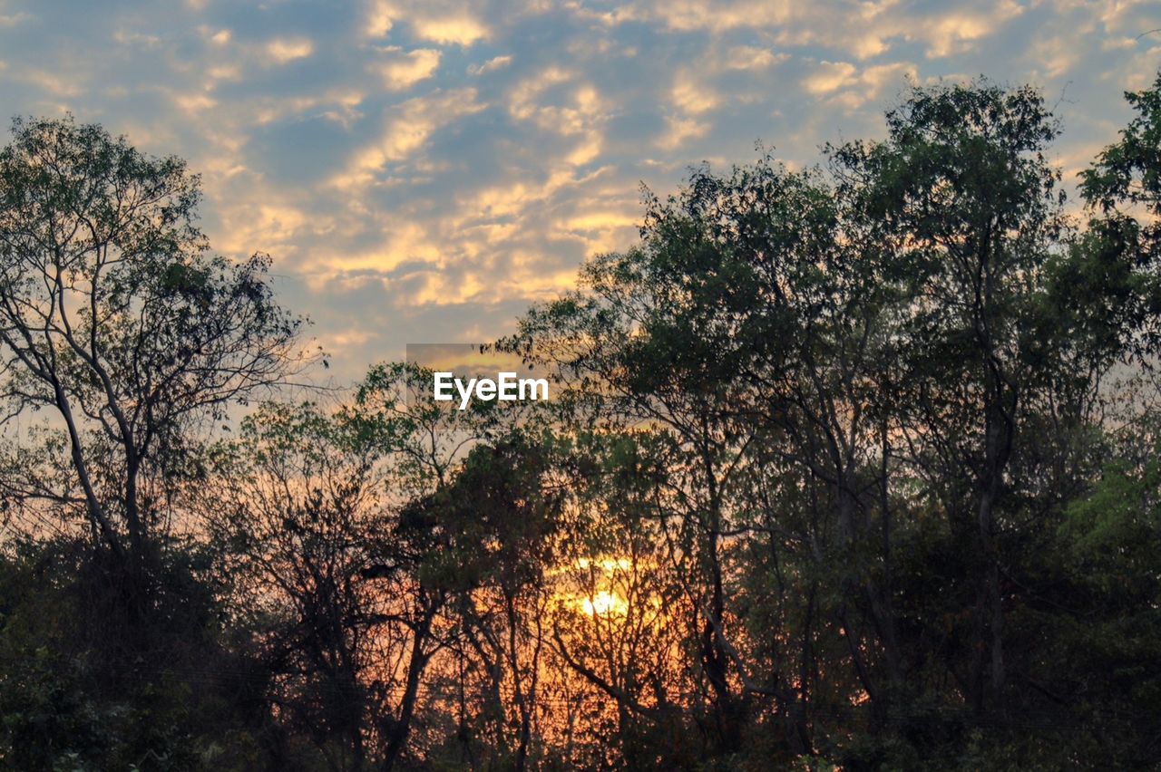 SILHOUETTE TREES AGAINST SKY AT SUNSET