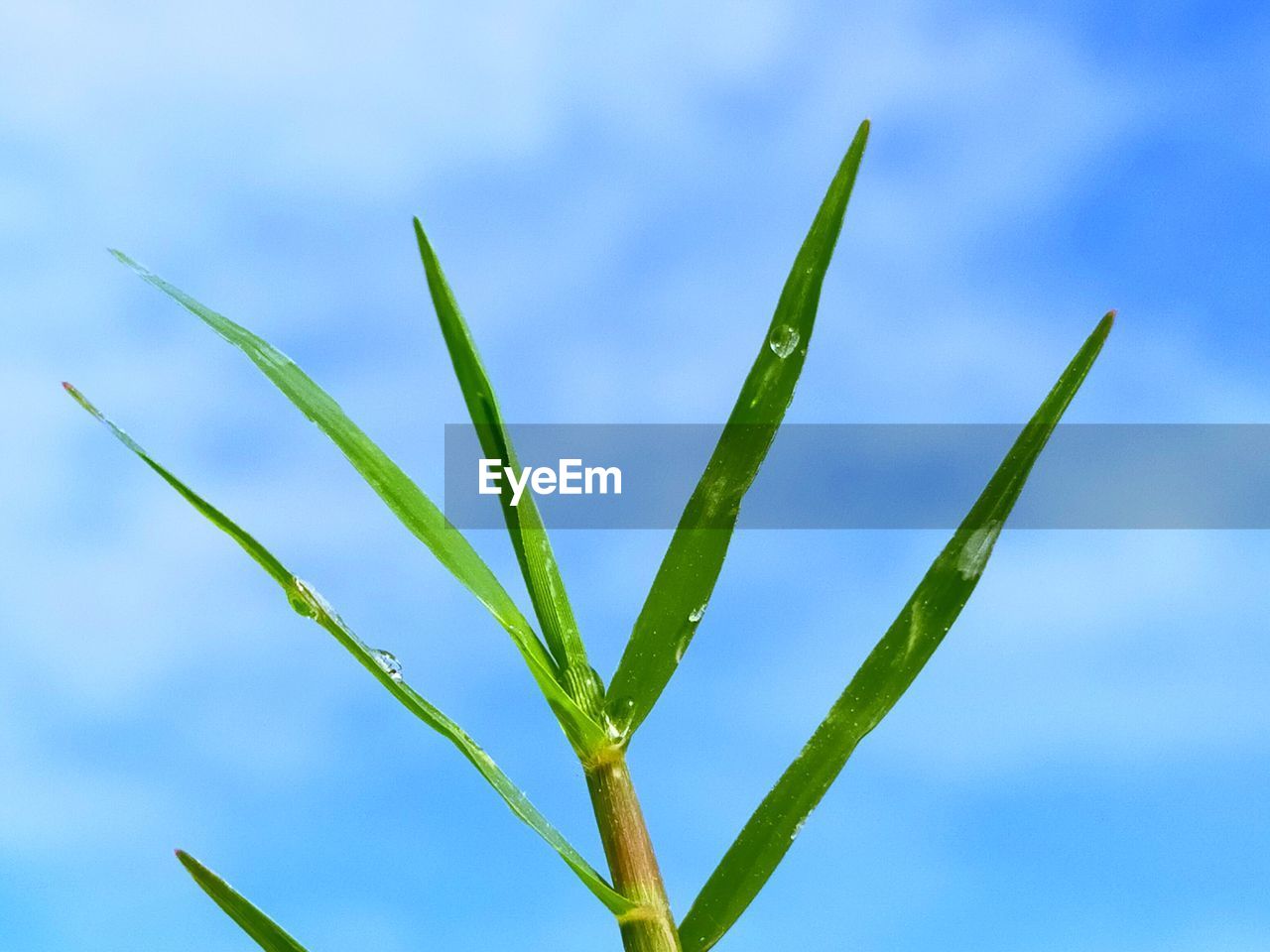 Low angle view of plant against sky