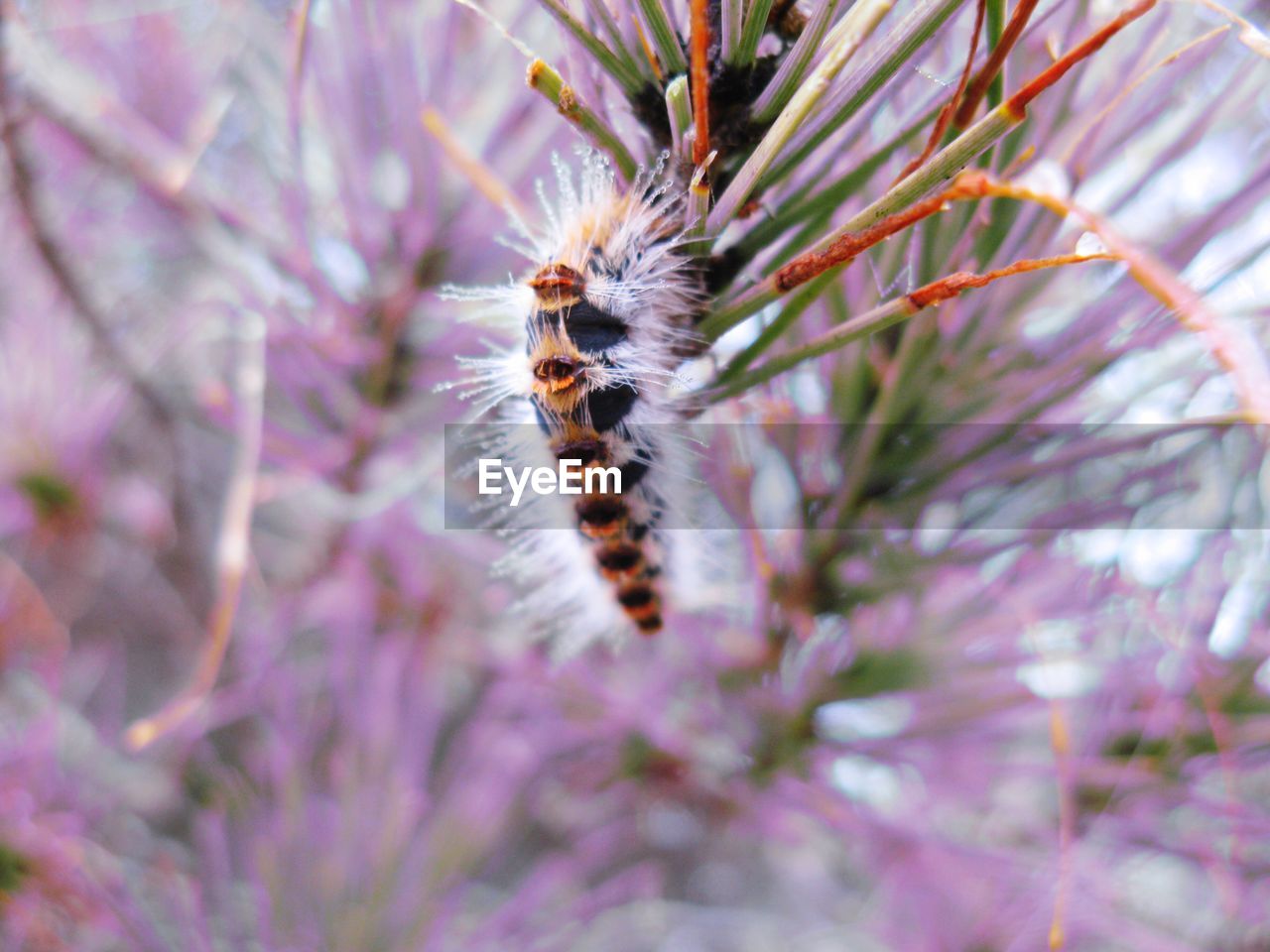 Close-up of caterpillar on plant