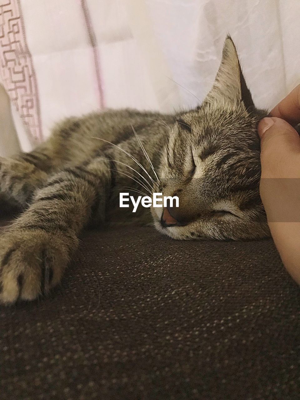 Close-up of cat sleeping on bed