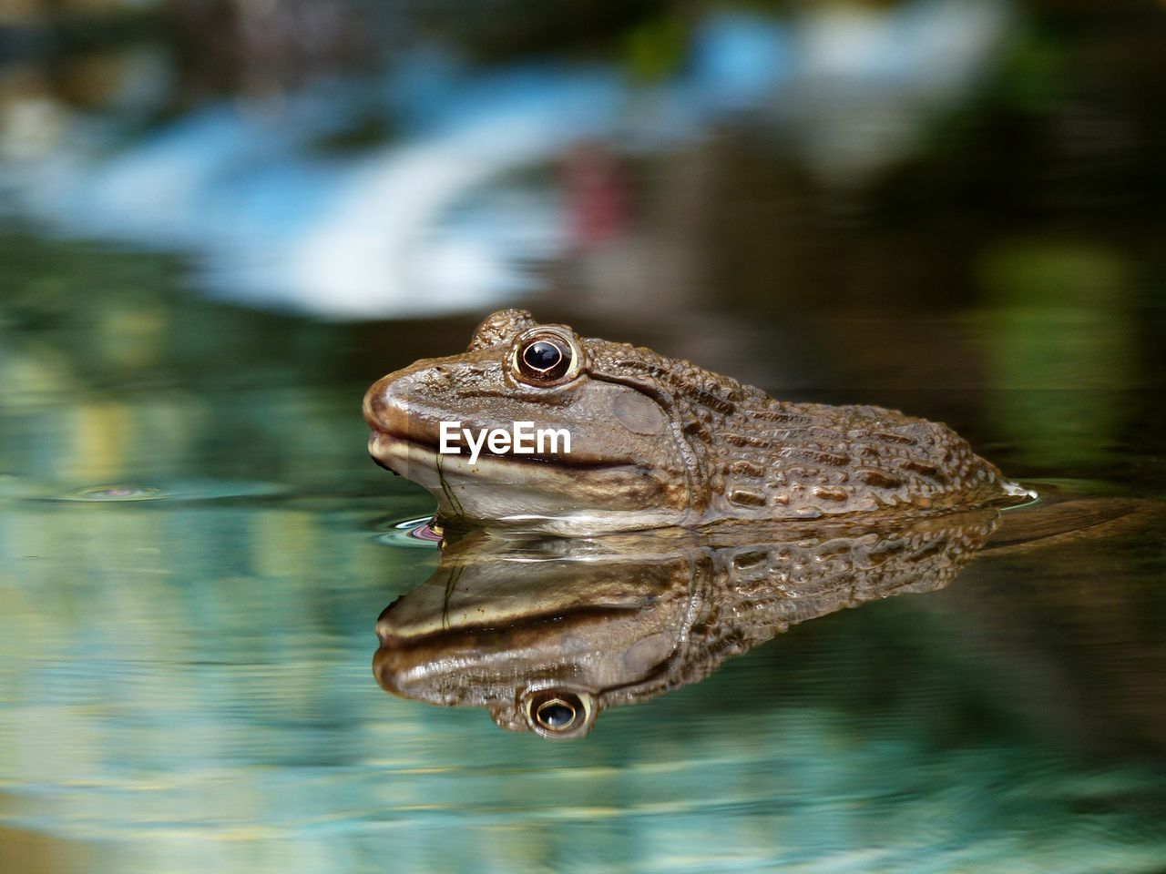 Close-up of frog on water with reflection in the pond