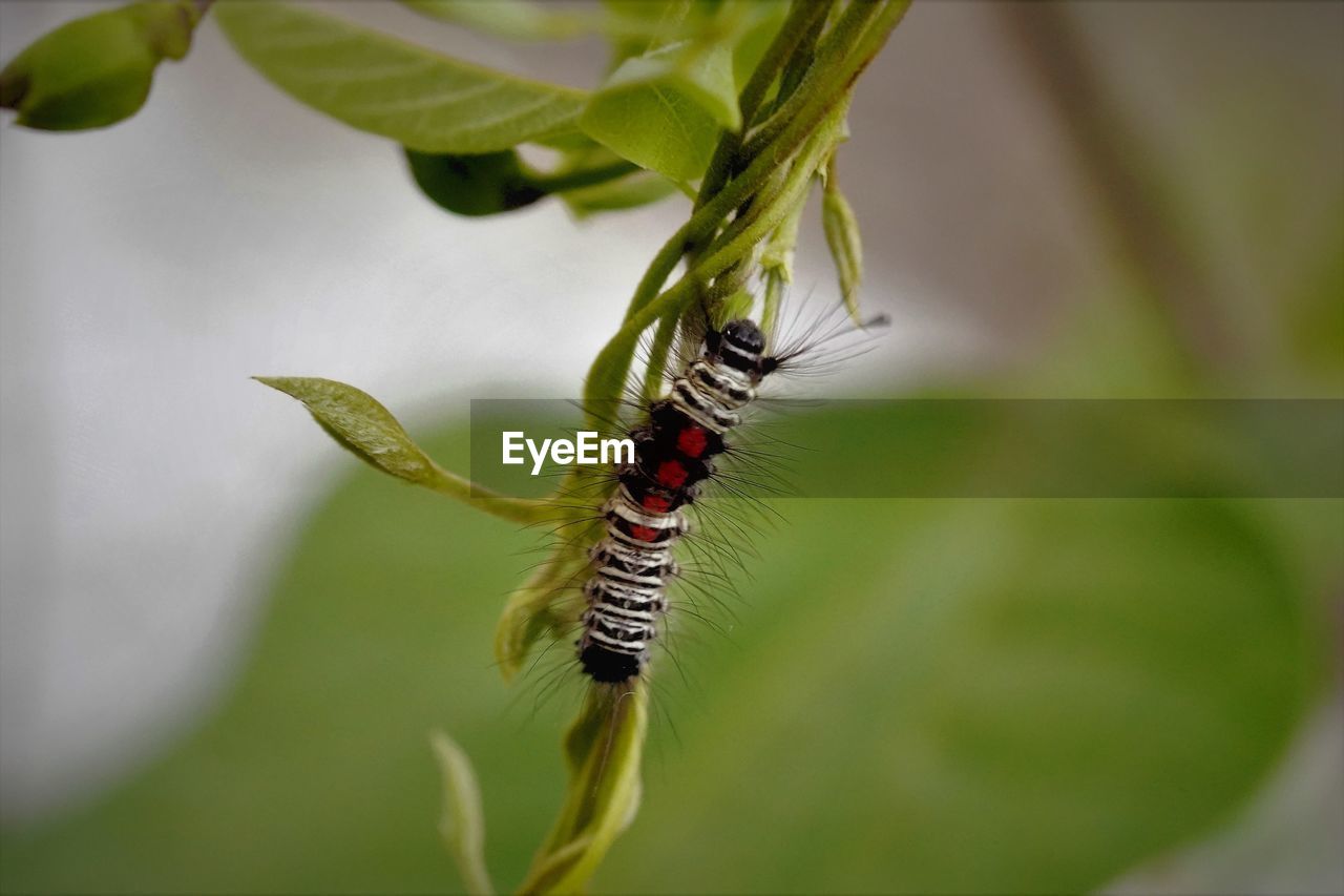 Caterpillar creeping on the stem of host plant