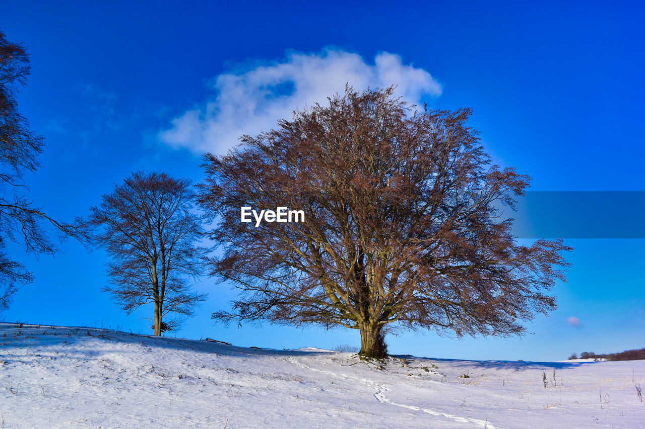 Tree on snow covered field against sky