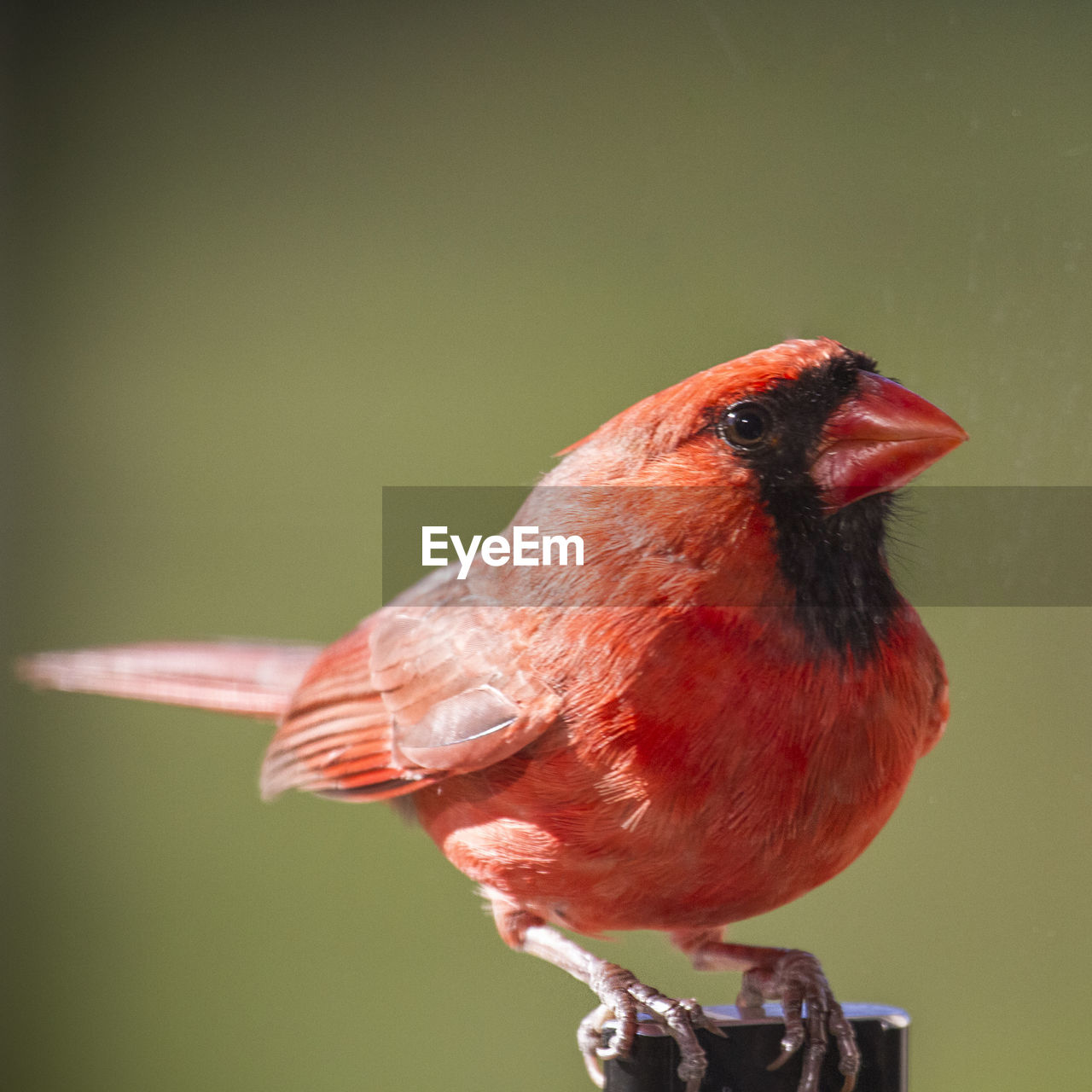 CLOSE-UP OF BIRD PERCHING ON RED OUTDOORS