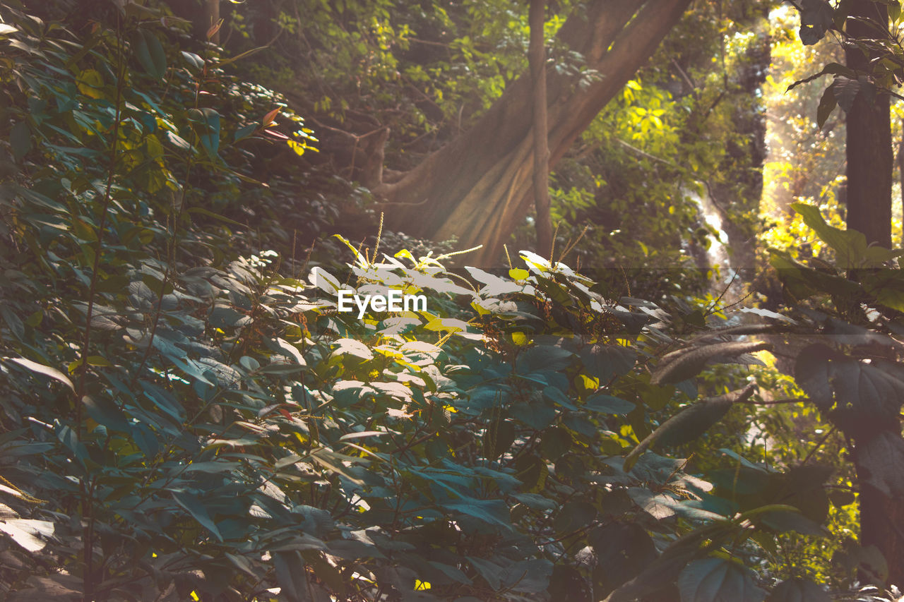 Close-up of sunlight falling on leaves in forest