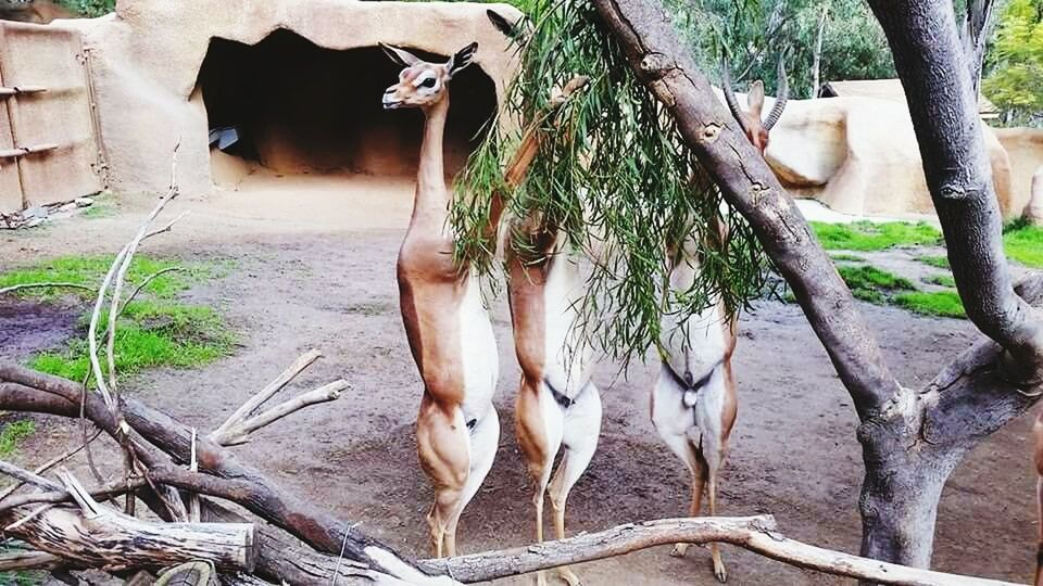 MONKEY IN ZOO