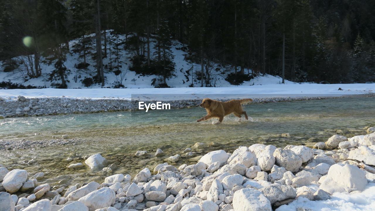 HORSE STANDING ON ROCK BY SNOW