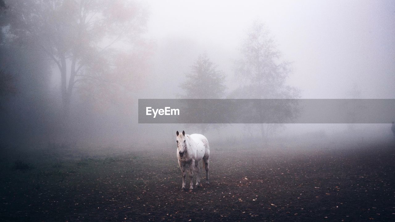 VIEW OF HORSE STANDING ON FIELD IN FOREST