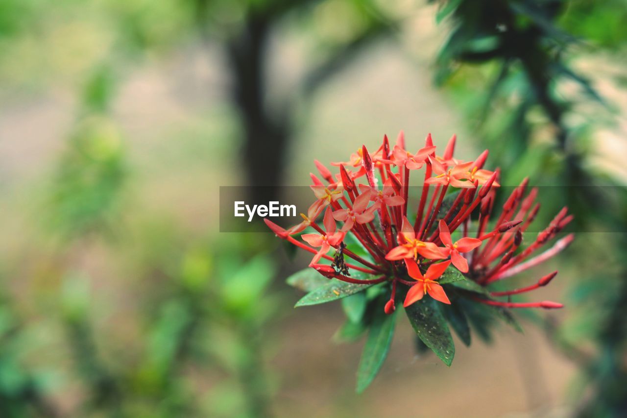 CLOSE UP OF RED FLOWER