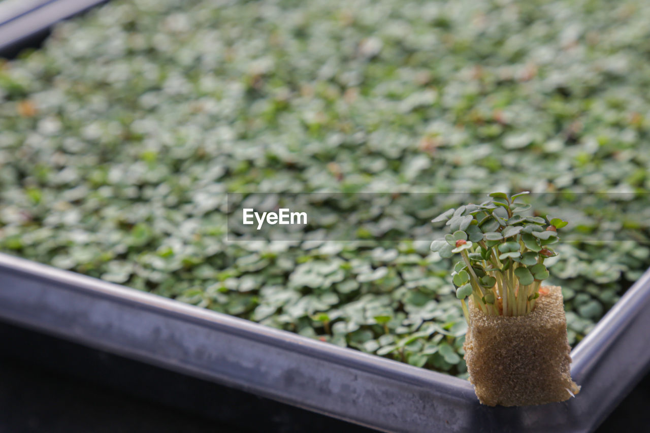 HIGH ANGLE VIEW OF POTTED PLANT