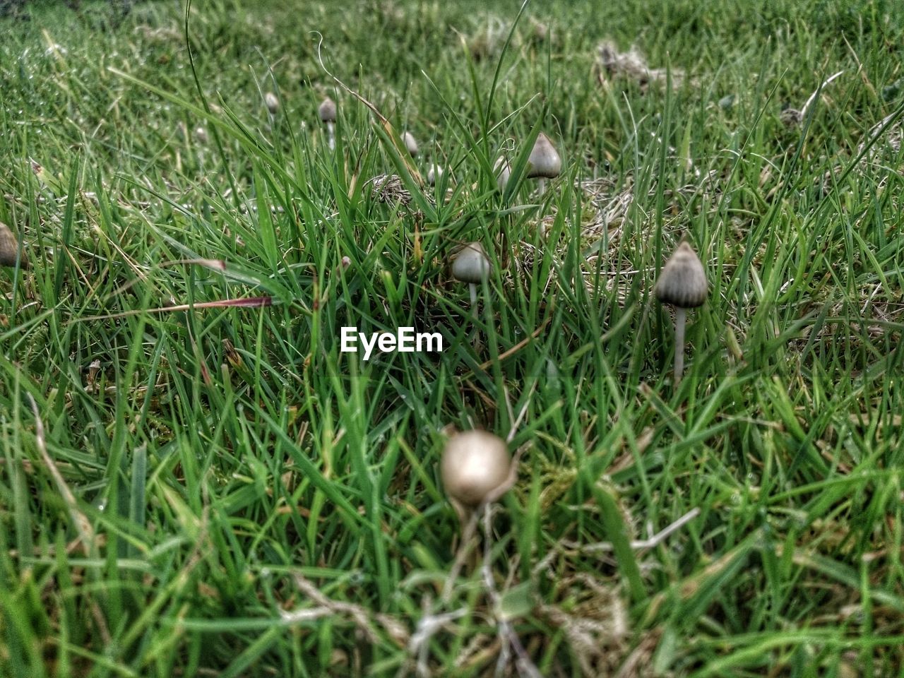 CLOSE-UP OF GRASS GROWING IN FIELD