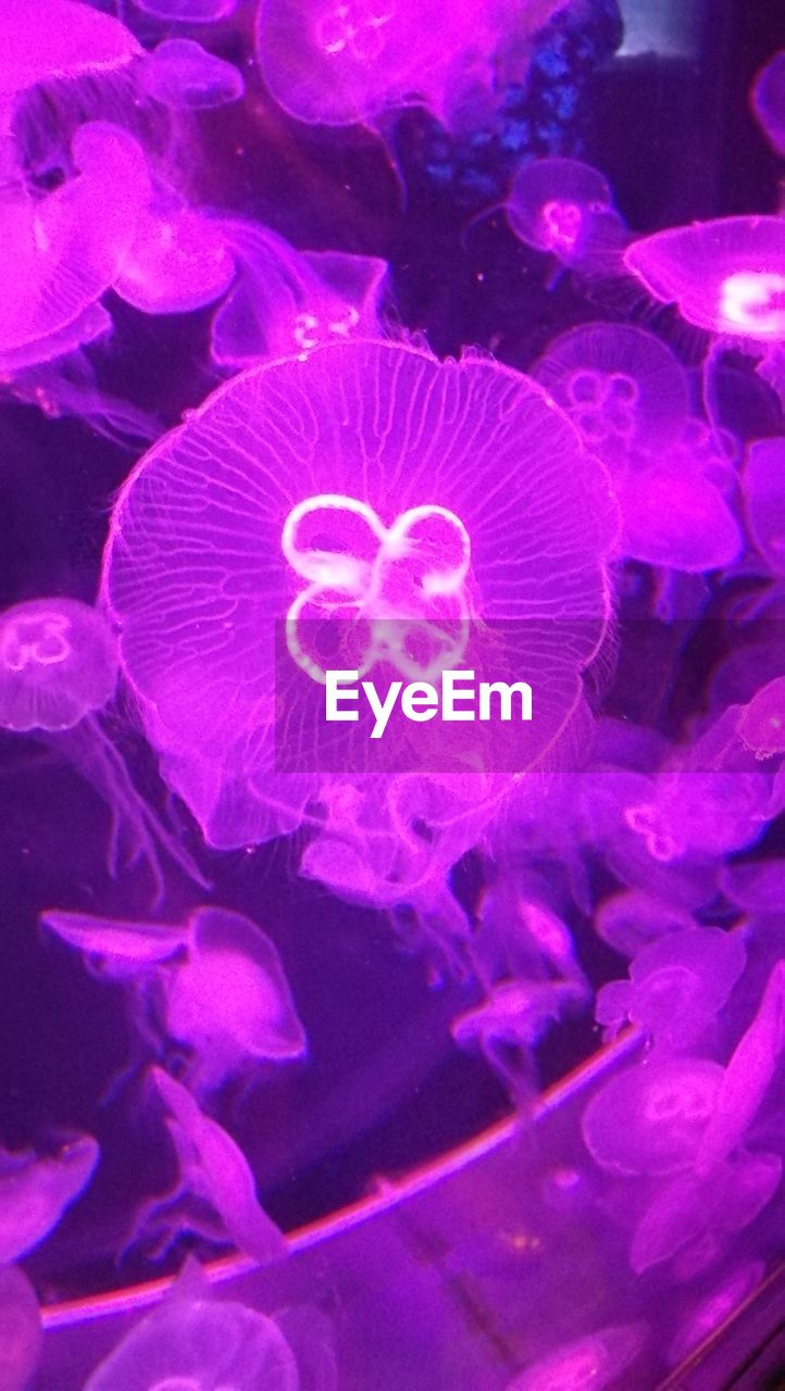 Purple Pink Color Scarborough Sealife Centre Aquarium Swimming Jellyfish Sea Life Water Underwater Nature Animal Themes