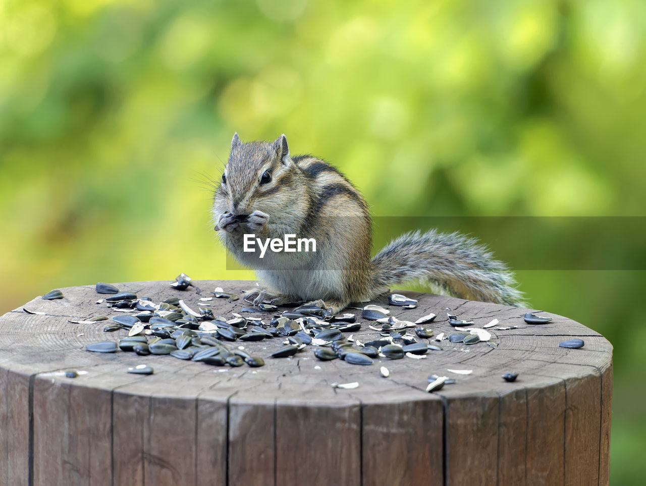close-up of squirrel