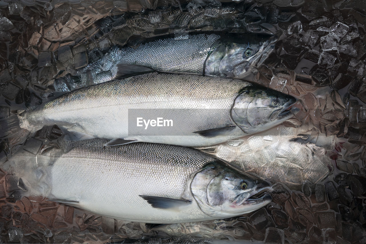 high angle view of fish for sale