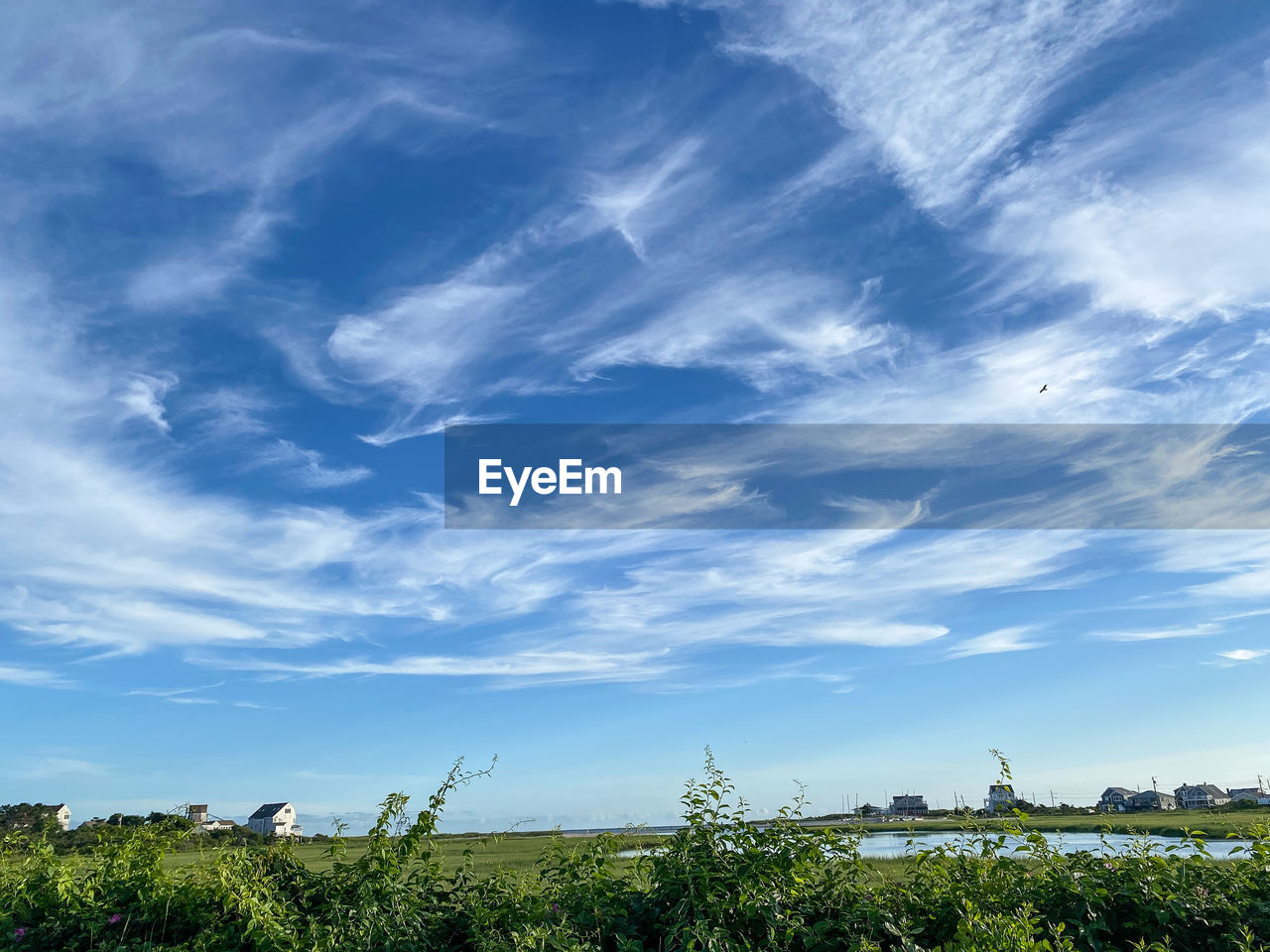 PLANTS AND TREES AGAINST SKY