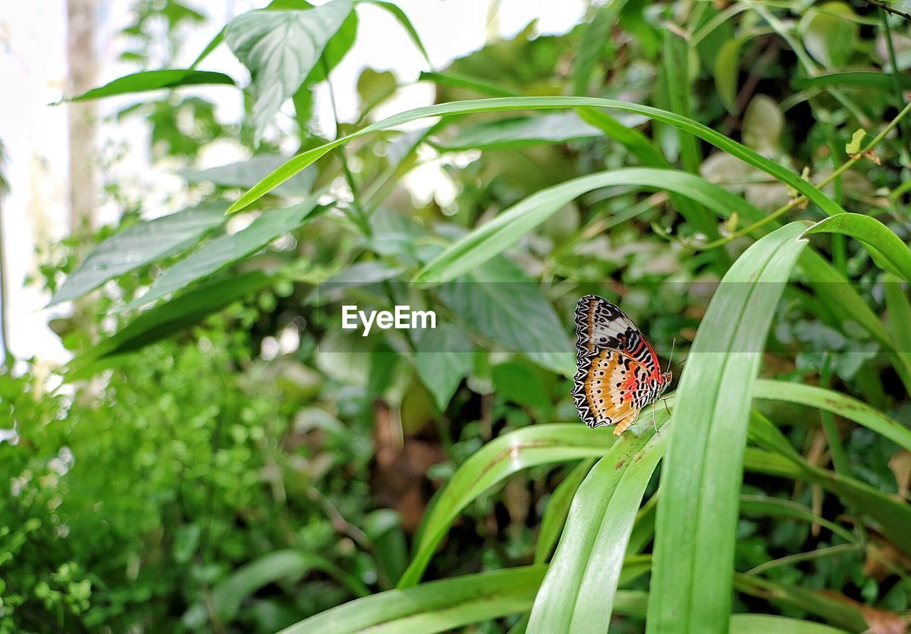 BUTTERFLY ON LEAF