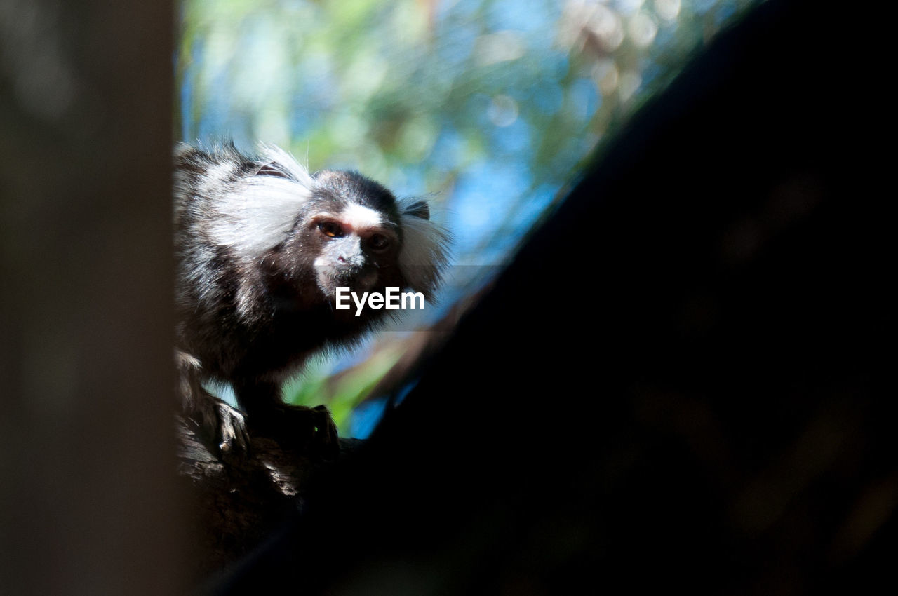 Portrait of marmoset at zoo