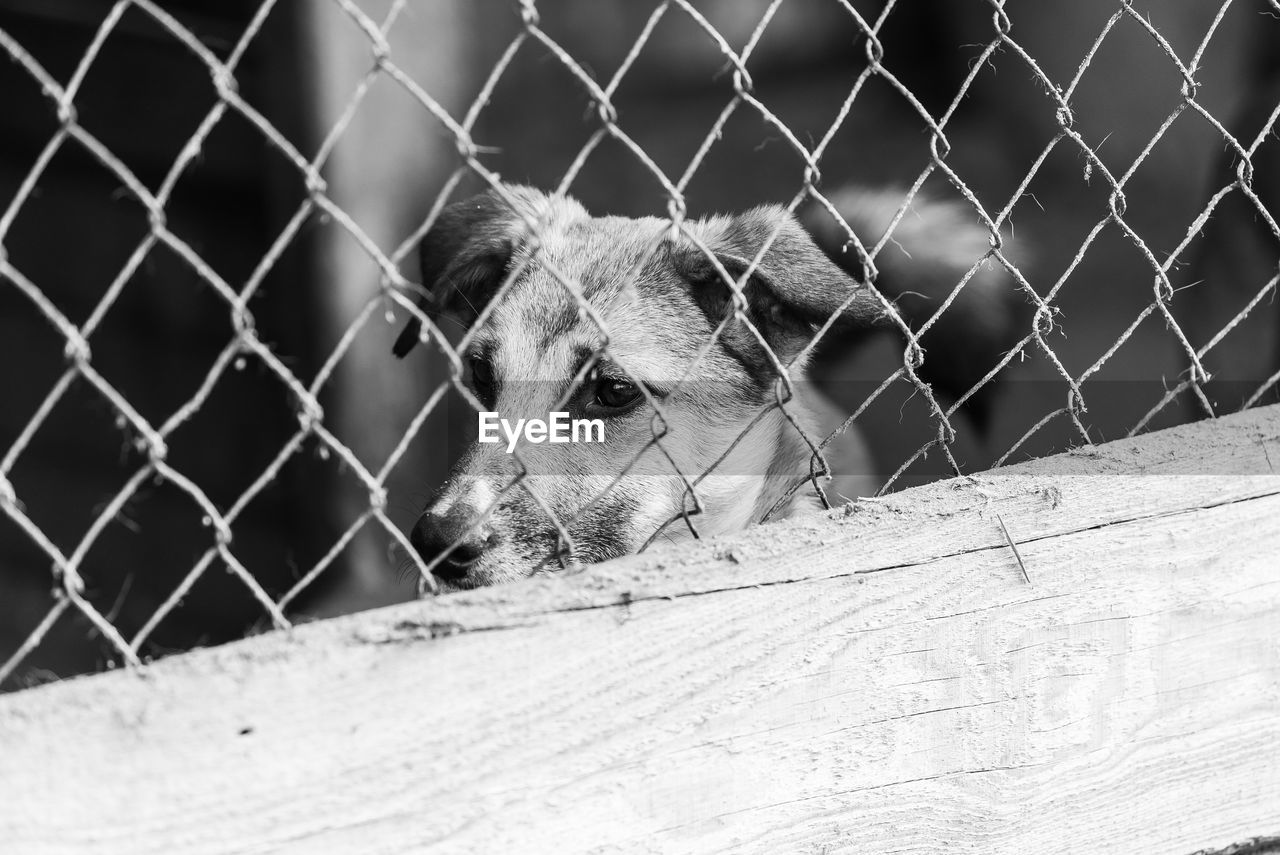 CAT BEHIND FENCE