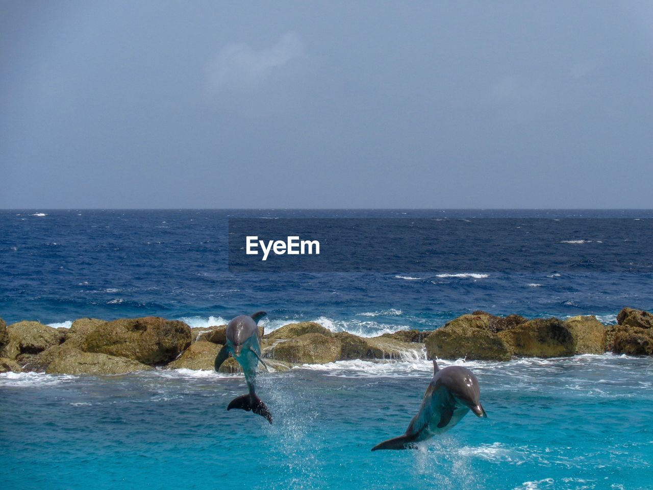 View of dolphins in sea