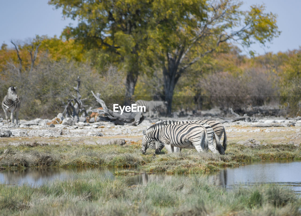 Zebras in the etosha national park namibia south africa
