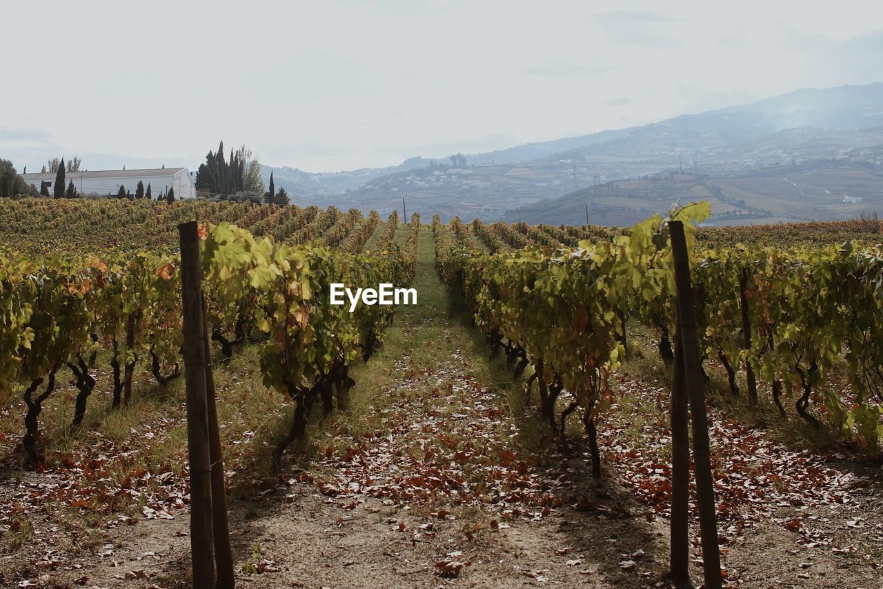 PANORAMIC VIEW OF VINEYARD