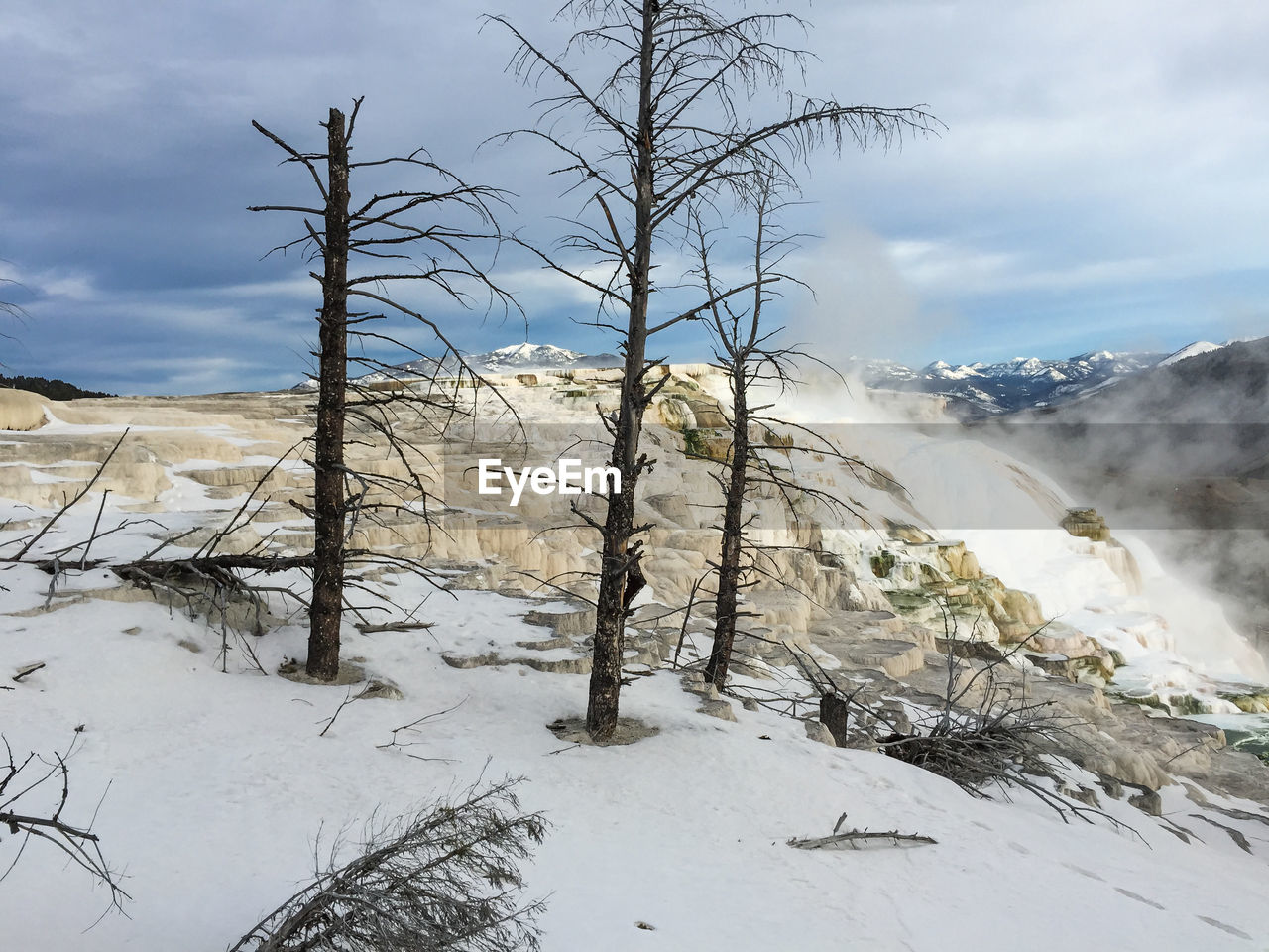 TREES ON SNOW COVERED LAND AGAINST SKY